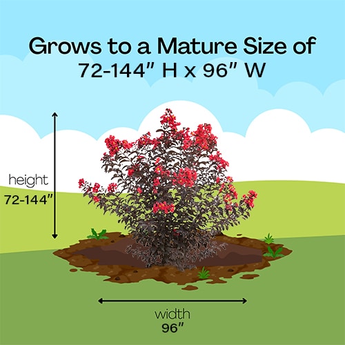 Crape Myrtle, Proven Winners 'Center Stage Red' (2 Gallon) - Image 7