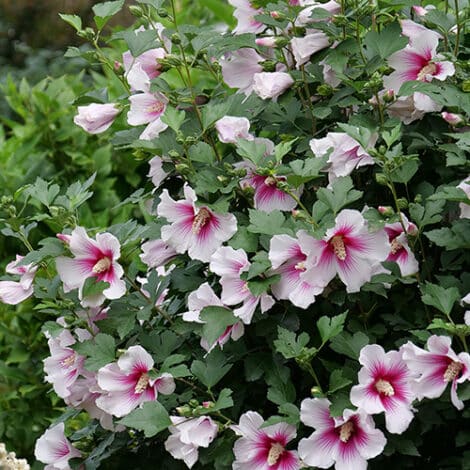 Hibiscus, Proven Winners 'Paraplu Pink Ink' (2 Gallon) - Image 4