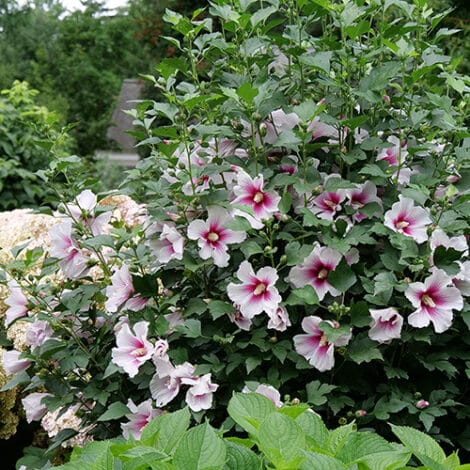 Hibiscus, Proven Winners 'Paraplu Pink Ink' (2 Gallon) - Image 5