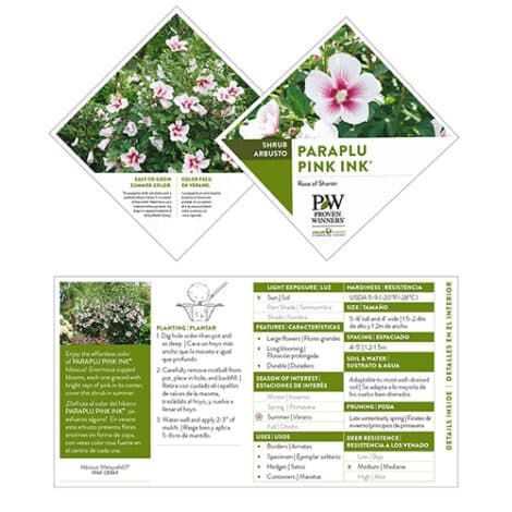 Hibiscus, Proven Winners 'Paraplu Pink Ink' (2 Gallon) - Image 6