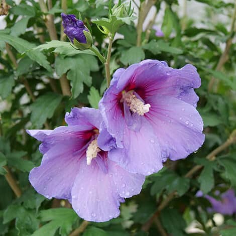 Hibiscus, Proven Winners 'Paraplu Violet' (2 Gallon) - Image 3