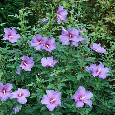 Hibiscus, Proven Winners 'Paraplu Violet' (2 Gallon) - Image 4