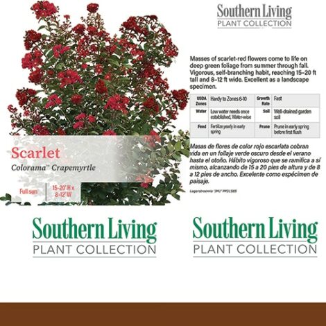 Crape Myrtle, Southern Living Plant Collection 'Colorama Scarlet' (2 Gallon and 5 Gallon) - Image 3