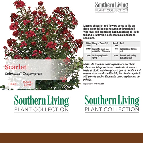 Crape Myrtle, Southern Living Plant Collection 'Colorama Scarlet' (2 Gallon and 5 Gallon) - Image 3