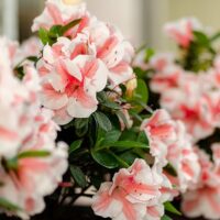 Azalea, Encore 'Autumn Starburst' (1 Gallon, 2 Gallon, and 5 Gallon) - Image 3