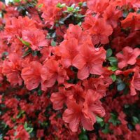 Azalea, 'Amagasa' (2.5 Quart and 2.25 Gallon)