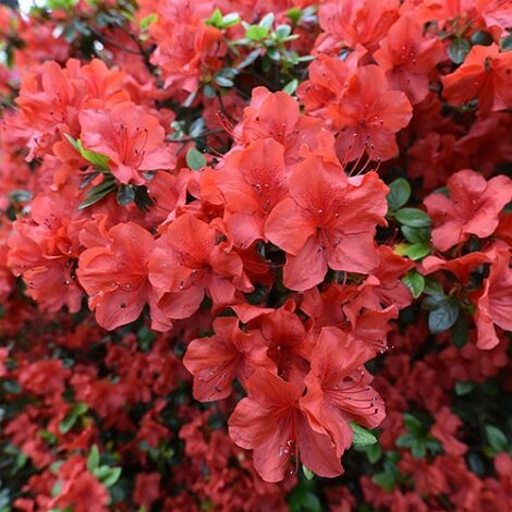 Azalea, 'Amagasa' (2.5 Quart and 2.25 Gallon)