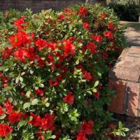 Azalea, 'Amagasa' (2.5 Quart and 2.25 Gallon) - Image 3