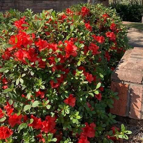 Azalea, 'Amagasa' (2.5 Quart and 2.25 Gallon) - Image 3