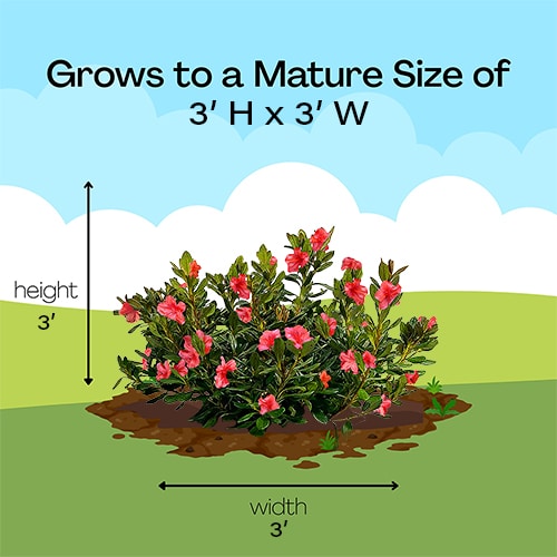 Azalea, 'Amagasa' (2.5 Quart and 2.25 Gallon) - Image 6