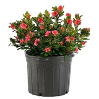 Azalea, 'Amagasa' (2.5 Quart and 2.25 Gallon) - Image 2