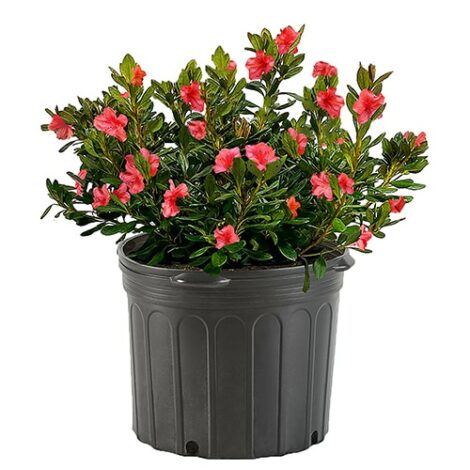 Azalea, 'Amagasa' (2.5 Quart and 2.25 Gallon) - Image 2