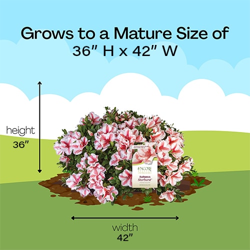 Azalea, Encore 'Autumn Starburst' (1 Gallon, 2 Gallon, and 5 Gallon) - Image 8