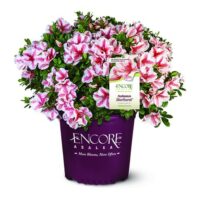 Azalea, Encore 'Autumn Starburst' (1 Gallon, 2 Gallon, and 5 Gallon) - Image 2