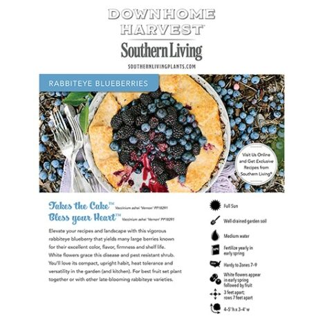 Blueberry, Southern Living Plant Collection 'I Declare' Rabbiteye (2 Gallon) - Image 5
