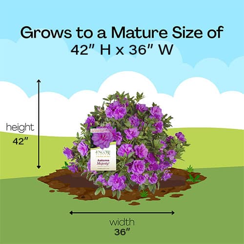Azalea, Encore 'Autumn Majesty' (1 Gallon, 2 Gallon, and 5 Gallon) - Image 8