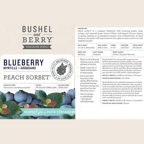 Blueberry, Bushel and Berry 'Peach Sorbet' (2 Gallon) - Image 9