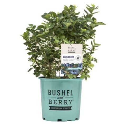 Blueberry, Bushel and Berry 'Peach Sorbet' (2 Gallon) - Image 2