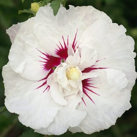 Hibiscus, FIRST EDITIONS 'Bali' (2 Gallon) - Image 3