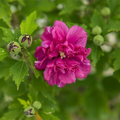 Hibiscus, FIRST EDITIONS 'French Cabaret' (2 Gallon) - Image 3