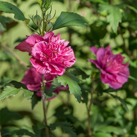Hibiscus, FIRST EDITIONS 'French Cabaret' (2 Gallon) - Image 4