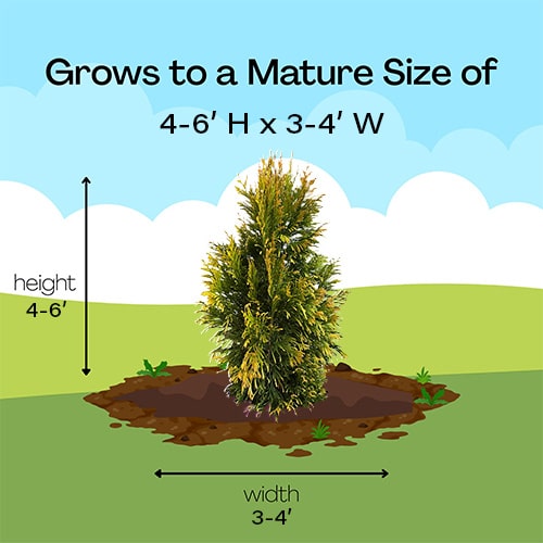 Arborvitae, FIRST EDITIONS 'Lemon Burst' (2 Gallon) - Image 8