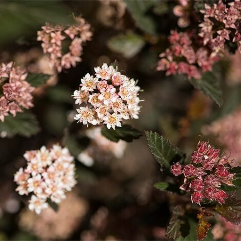 Ninebark, FIRST EDITIONS 'Little Devil' (2 Gallon)