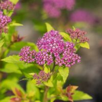 Spirea, FIRST EDITIONS 'Little Spark' (2 Gallon)