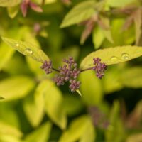 Spirea, FIRST EDITIONS 'Little Spark' (2 Gallon) - Image 4