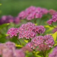 Spirea, FIRST EDITIONS 'Little Spark' (2 Gallon) - Image 3