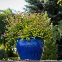 Spirea, FIRST EDITIONS 'Little Spark' (2 Gallon) - Image 6