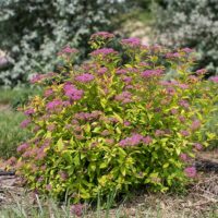 Spirea, FIRST EDITIONS 'Little Spark' (2 Gallon) - Image 5