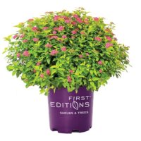 Spirea, FIRST EDITIONS 'Little Spark' (2 Gallon) - Image 2