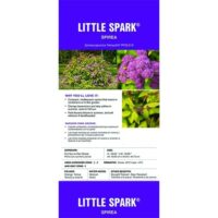 Spirea, FIRST EDITIONS 'Little Spark' (2 Gallon) - Image 7