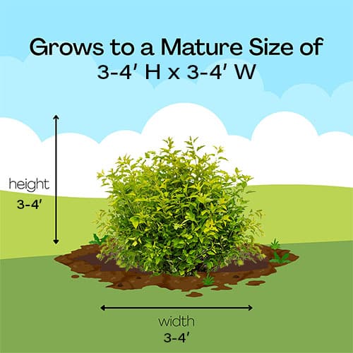 Ninebark, FIRST EDITIONS 'Lucky Devil' (2 Gallon) - Image 10