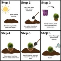 Arborvitae, FIRST EDITIONS 'Planet Earth' (2 Gallon) - Image 7