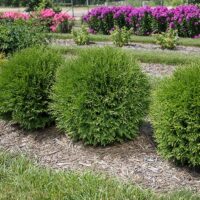 Arborvitae, FIRST EDITIONS 'Planet Earth' (2 Gallon) - Image 3