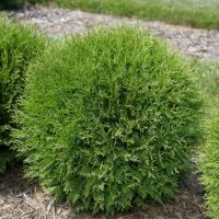Arborvitae, FIRST EDITIONS 'Planet Earth' (2 Gallon)