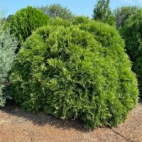 Arborvitae, FIRST EDITIONS 'Planet Earth' (2 Gallon) - Image 4