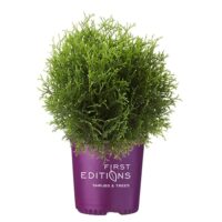 Arborvitae, FIRST EDITIONS 'Planet Earth' (2 Gallon) - Image 2