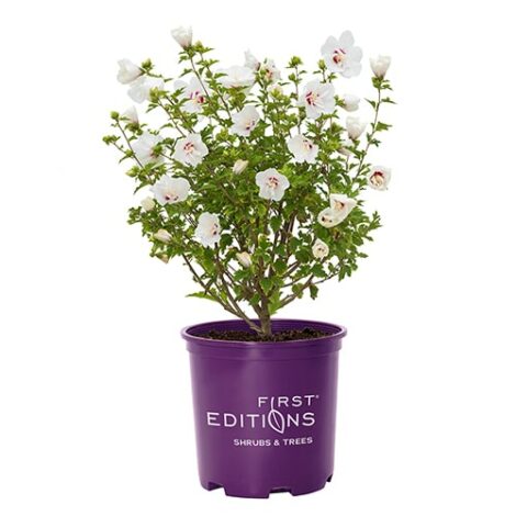 Hibiscus, FIRST EDITIONS 'Bali' (2 Gallon) - Image 2