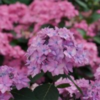 Hydrangea, Proven Winners 'Let's Dance Can Do' (2 Gallon) - Image 3