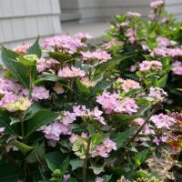 Hydrangea, Proven Winners 'Let's Dance Can Do' (2 Gallon) - Image 5