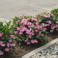Hydrangea, Proven Winners 'Let's Dance Can Do' (2 Gallon) - Image 6