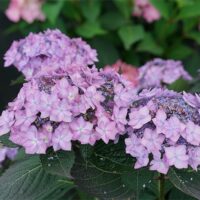 Hydrangea, Proven Winners 'Let's Dance Can Do' (2 Gallon) - Image 4