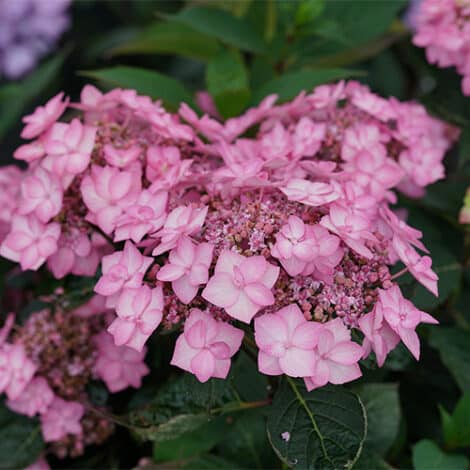 Hydrangea, Proven Winners 'Let's Dance Can Do' (2 Gallon)