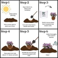 Hydrangea, Proven Winners 'Let's Dance Can Do' (2 Gallon) - Image 9