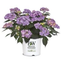 Hydrangea, Proven Winners 'Let's Dance Can Do' (2 Gallon) - Image 2