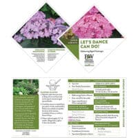 Hydrangea, Proven Winners 'Let's Dance Can Do' (2 Gallon) - Image 7