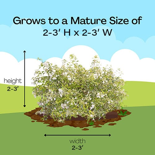 Abelia, FIRST EDITIONS 'Vanilla Brandy' (2 Gallon) - Image 8